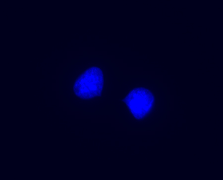 4dapi