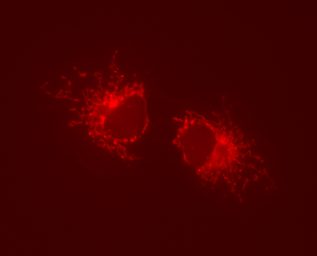 4micondr